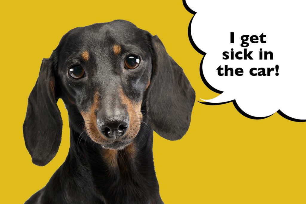 Dachshund on a yellow background with a speech bubble that says 'I get sick in the car'