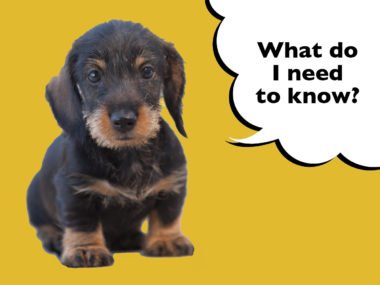 What To Teach A Dachshund Puppy First