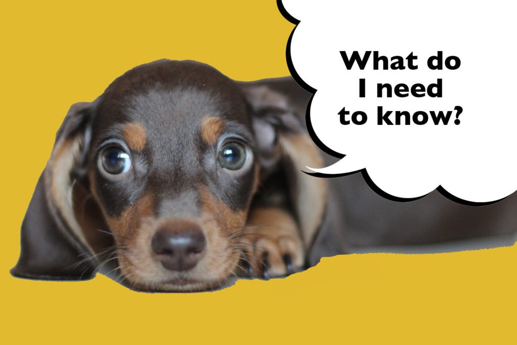 Dachshund puppy laying on a yellow background with a speech bubble that says 'What do I need to know?'.