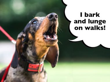 How to stop Dachshunds barking and lunging on walks