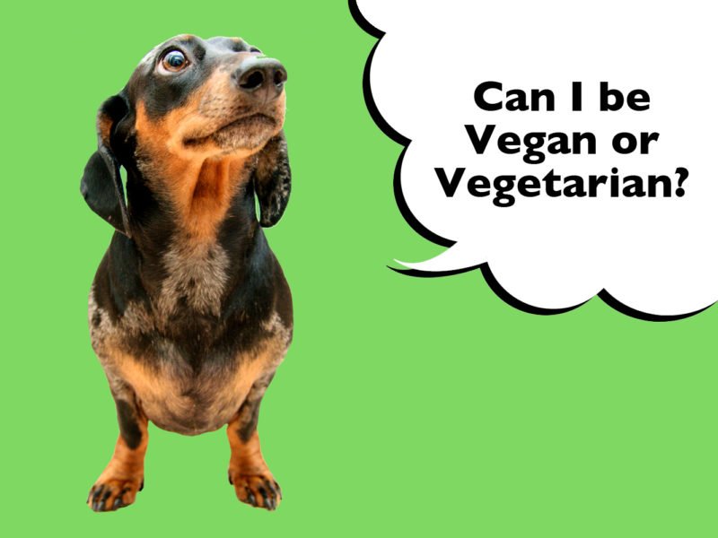 Can Dachshunds Be Vegan Or Vegetarian?