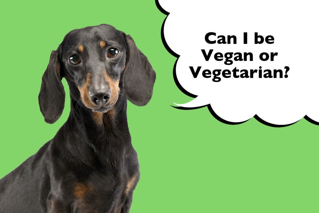 Dachshund on bright green background with a speech bubble that says 'Can I be vegan or vegetarian?'