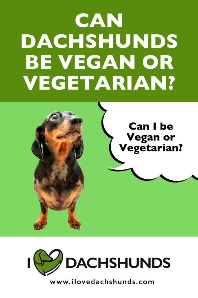 'Can Dachshunds be vegan or vegetarian' heading with a Dachshund on a bright green background with a speech bubble that says 'Can I be vegan or vegetarian?'