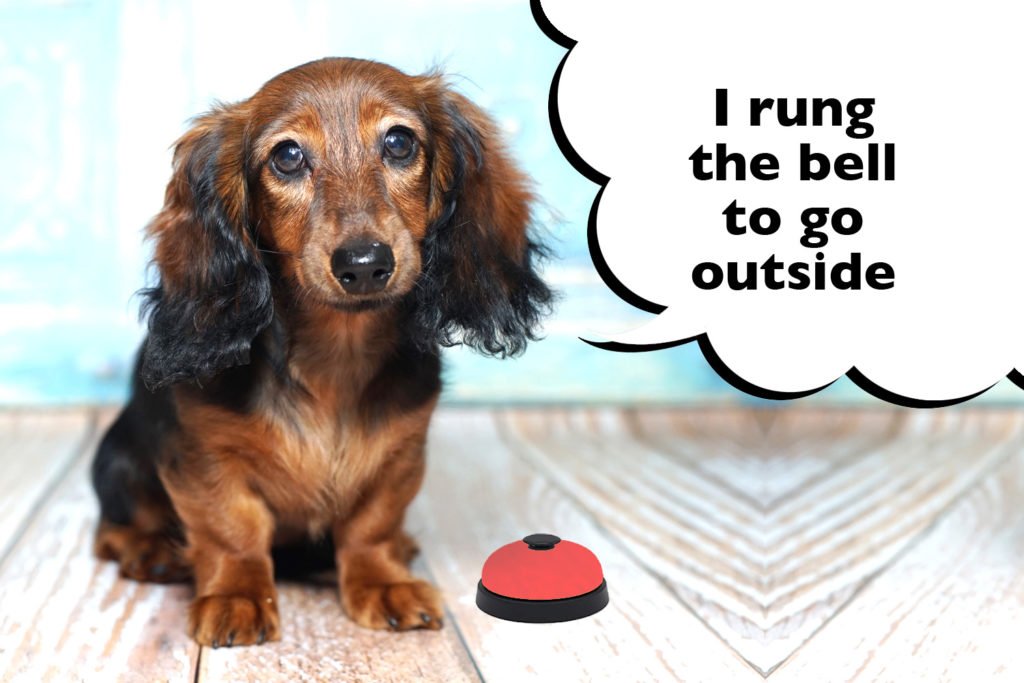 Dachshund sitting on the floor besdie a bell with a speech bubble that says 'I rung the bell to go outside'