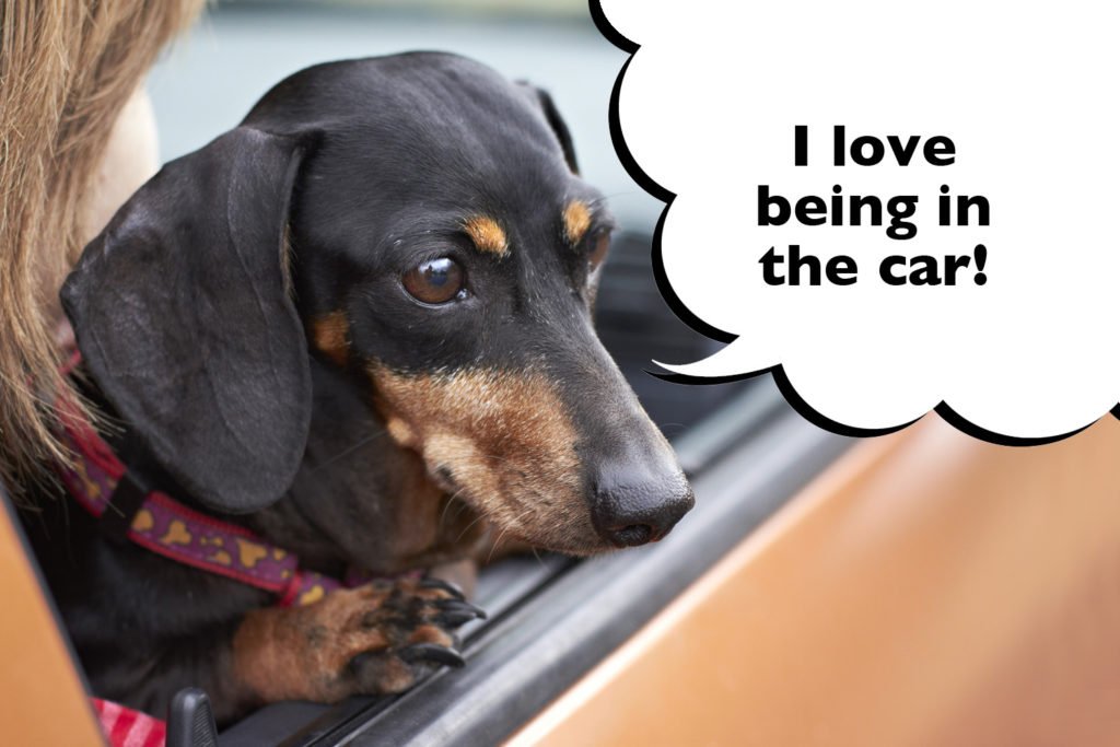 Dachshund travelling by car with a speech bubble that says "I love being in the car"