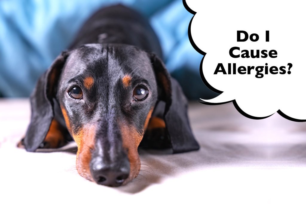 Dachshund on a blue and white background with a speech bubble that says ' do I cause allergies?' 