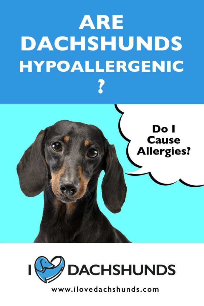 'Are Dachshunds hypoallergenic' heading with a Dachshund on a blue background with a speech bubble that says ' do I cause allergies?' 