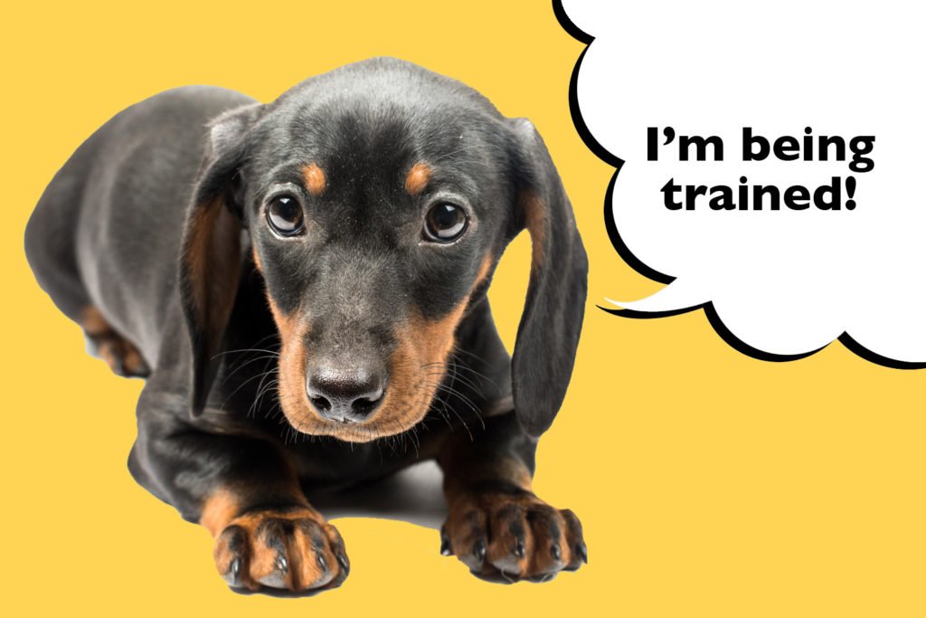 Dachshund puppy on a yellow background with a speech bubble that says 'I'm being trained'.