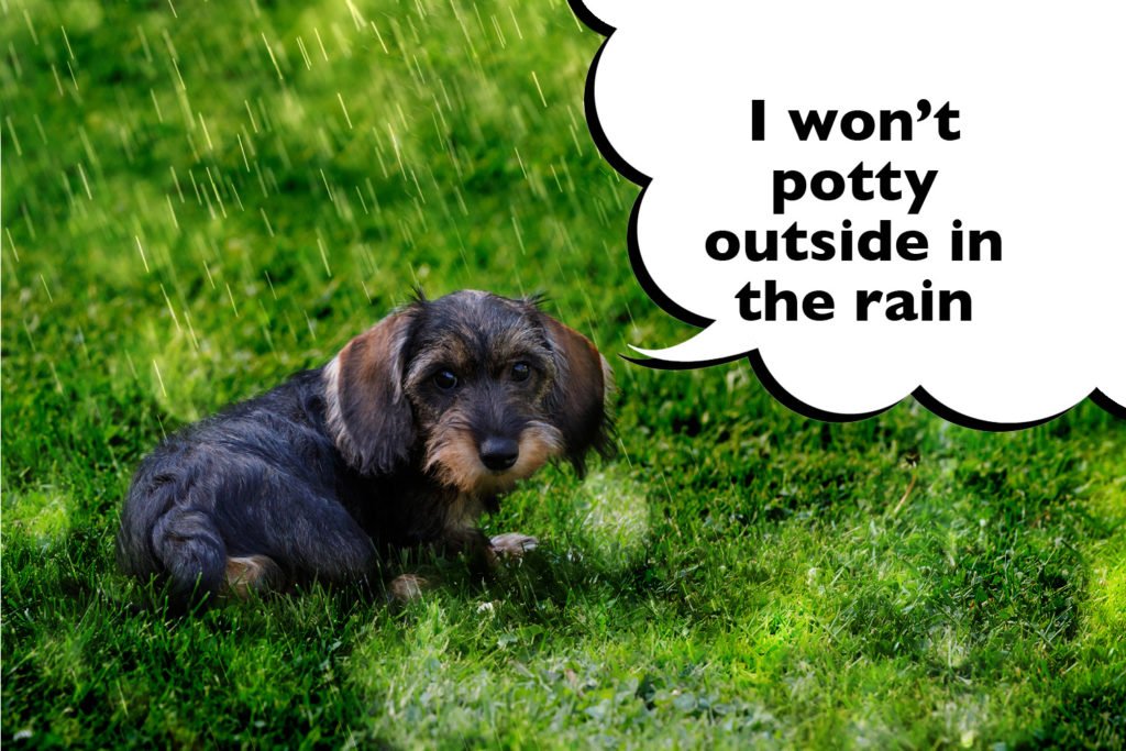 Dachshund puppy sat on wet grass with a speech bubble that says 'I won't potty outside in the rain'