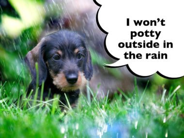 How to get a Dachshund to potty outside in the rain