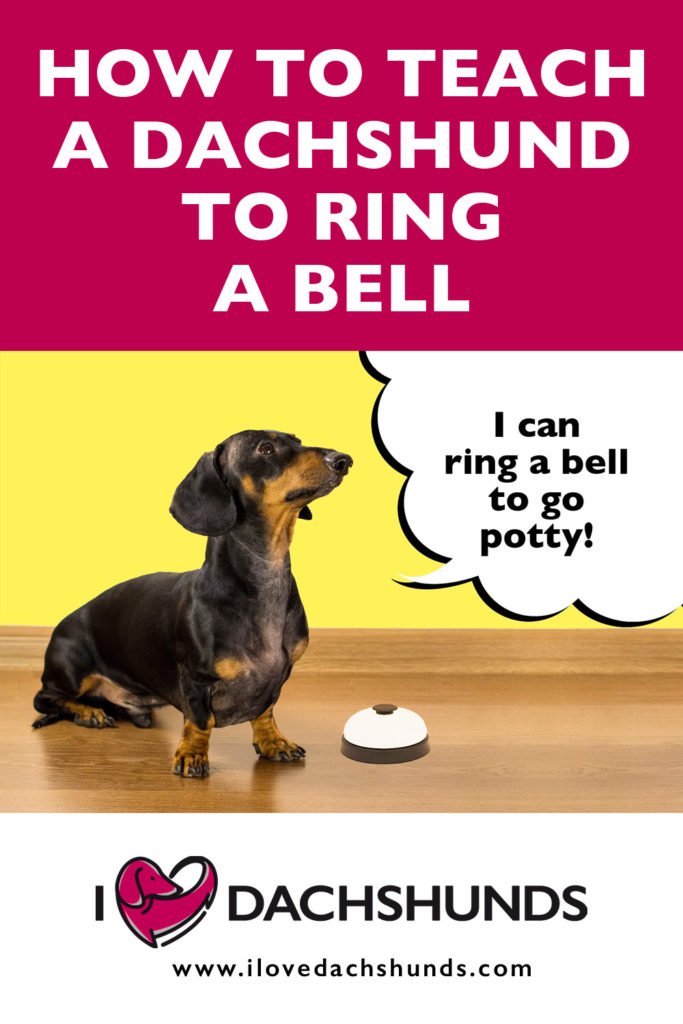 'How to teach a Dachshund to ring a bell' heading with a Dachshund sitting on the floor next to a bell with a speech bubble that says 'I can ring a bell to go potty'