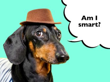 Are Dachshunds Smart?