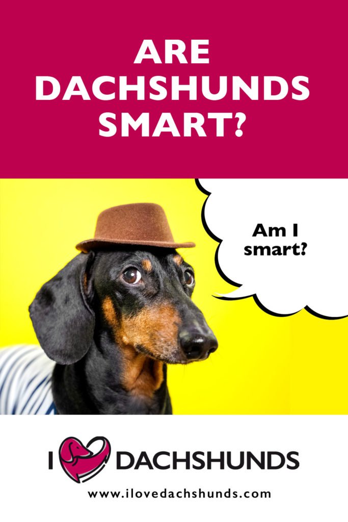 'Are Dachshunds Smart?' heading with a Dachshund wearing a hat on a yellow background with a speech bubble that says 'Am I smart?'