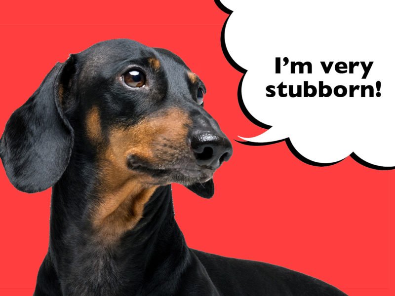 Why are Dachshunds so stubborn?
