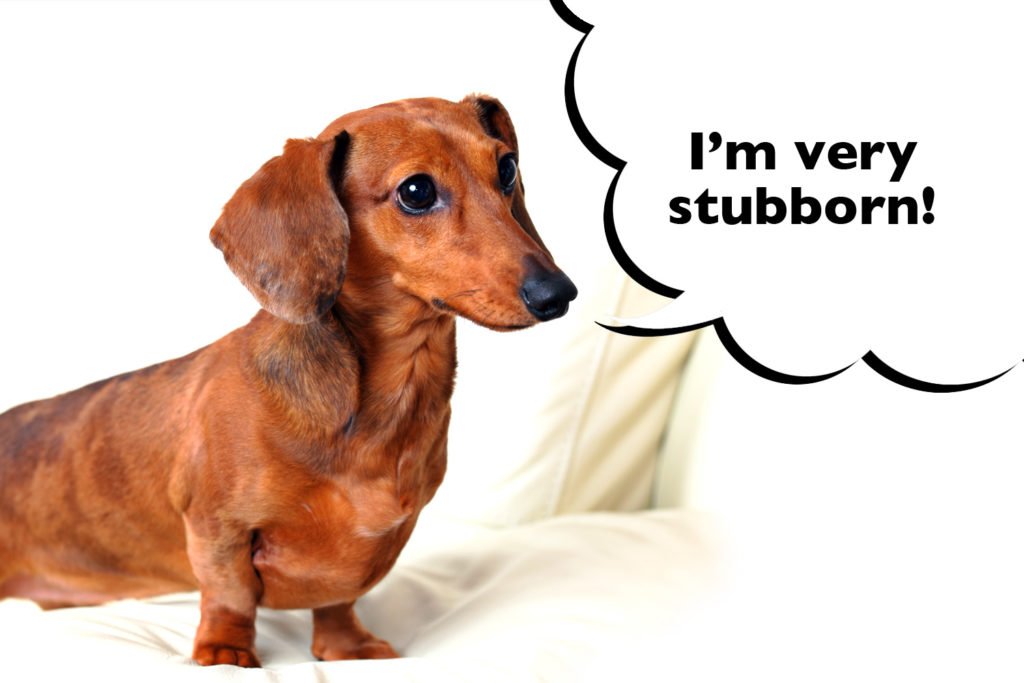 Dachshund on a white background with a speech bubble that says "I'm very stubborn"