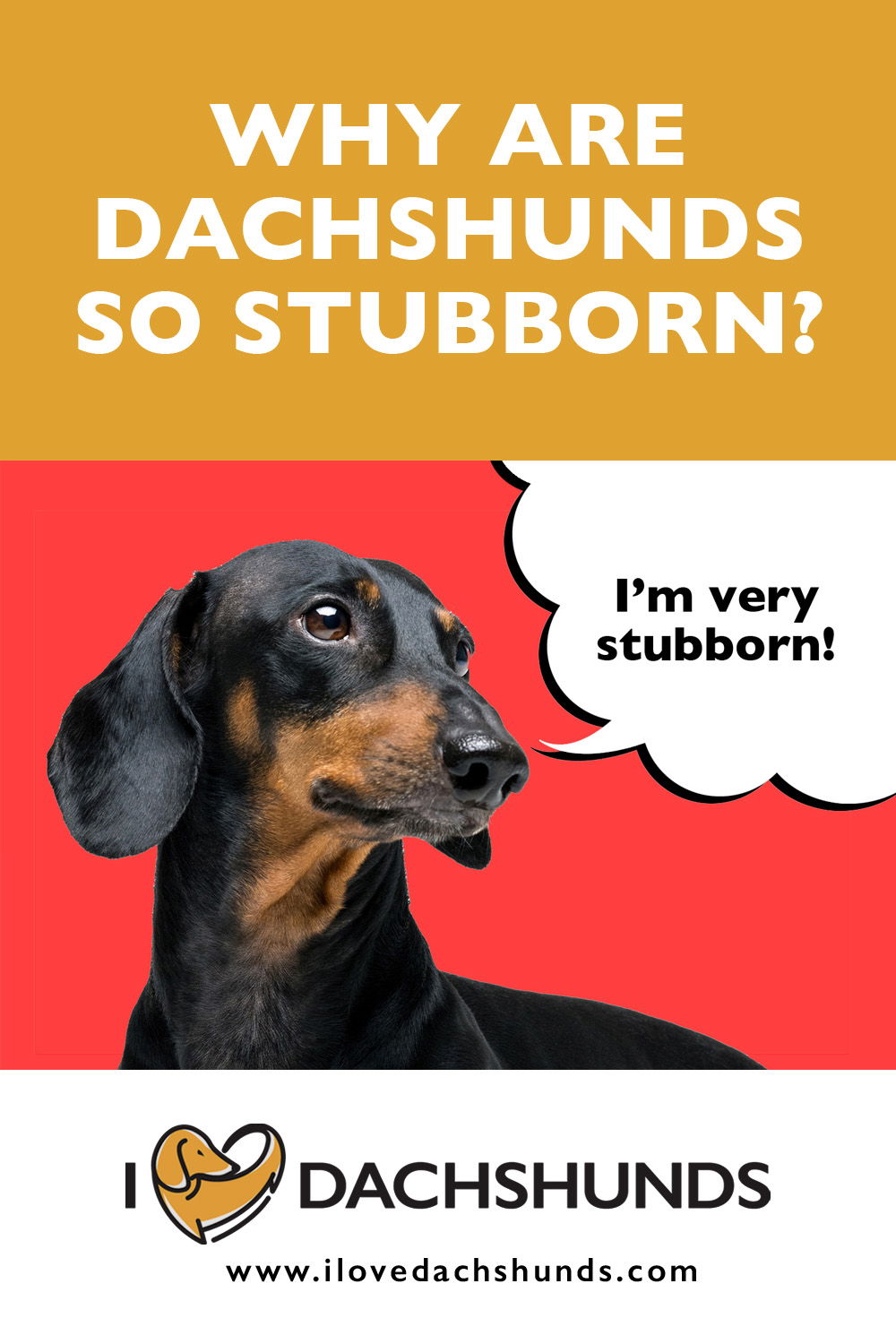 Why Are Dachshunds So Stubborn? (Explained!) - I Love Dachshunds