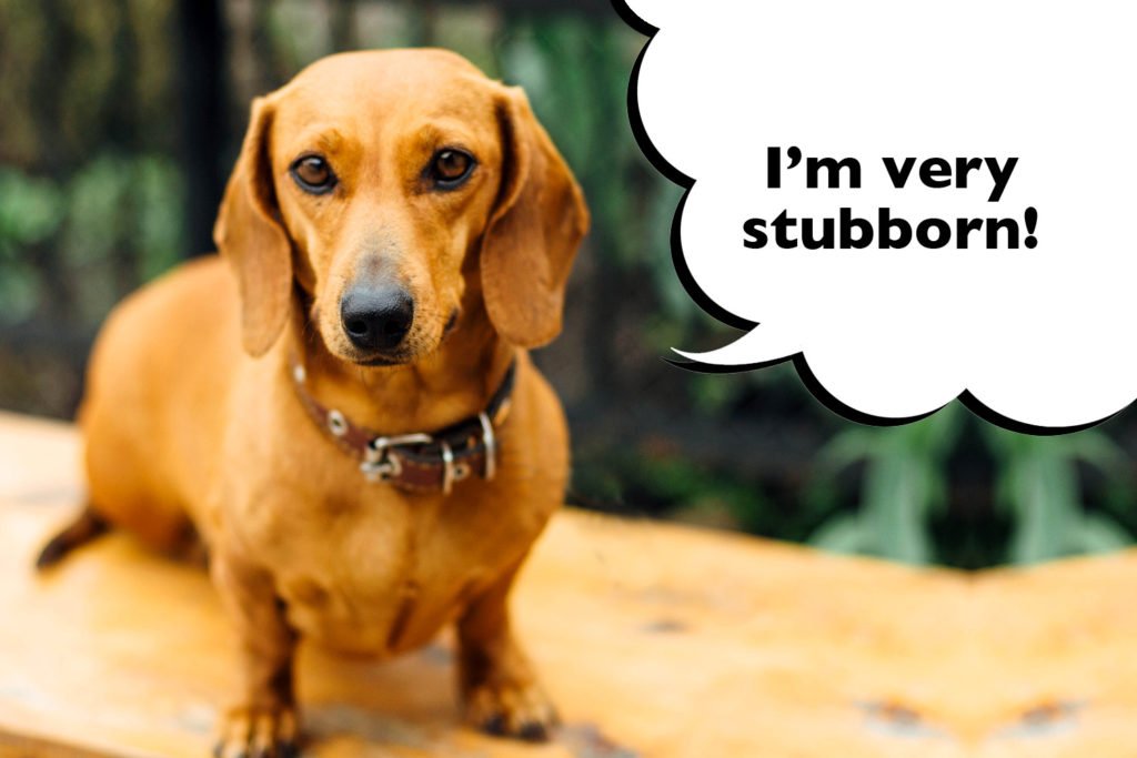 Dachshund standing outside with a speech bubble that says "I'm very stubborn"