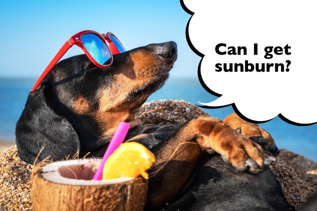 Funny Dachshund laying on the beach in the sun with sunglasses on and a coconut drink with a speech bubble that says 'can i get sunburn?'