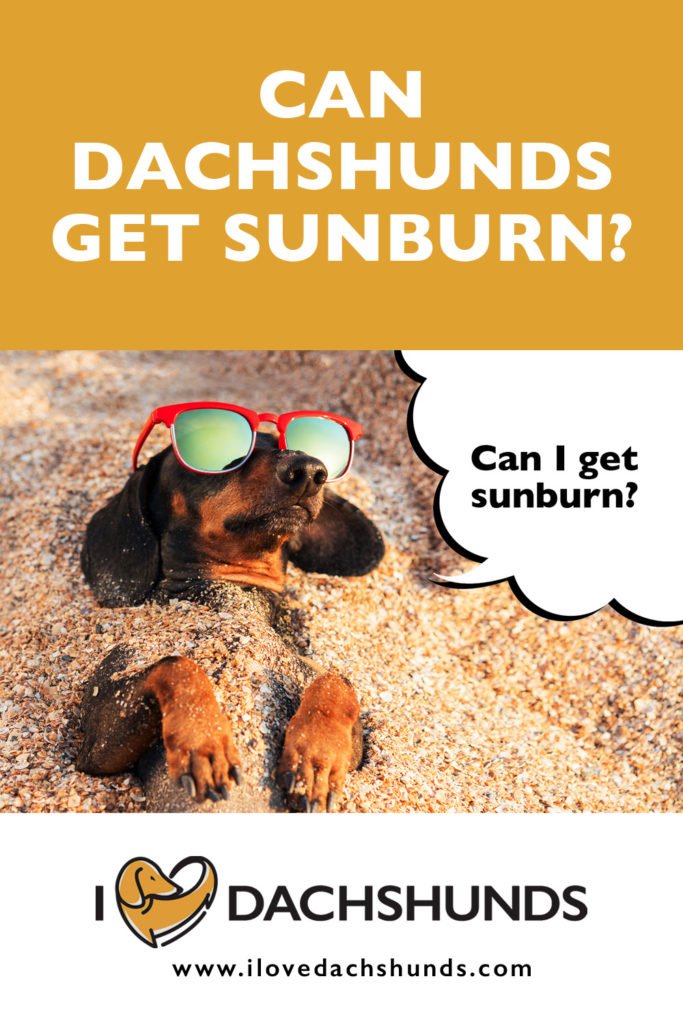 'Can Dachshunds get sunburn' heading with a photo of a funny Dachshund laying in the sand with sunglasses on with a speech bubble that says 'can i get sunburn?'