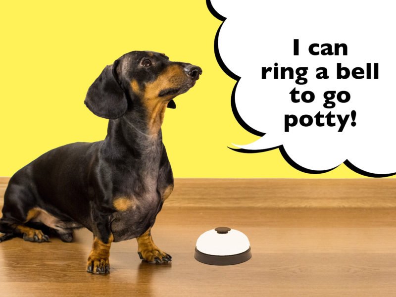 How to teach a Dachshund to ring a bell to go outside