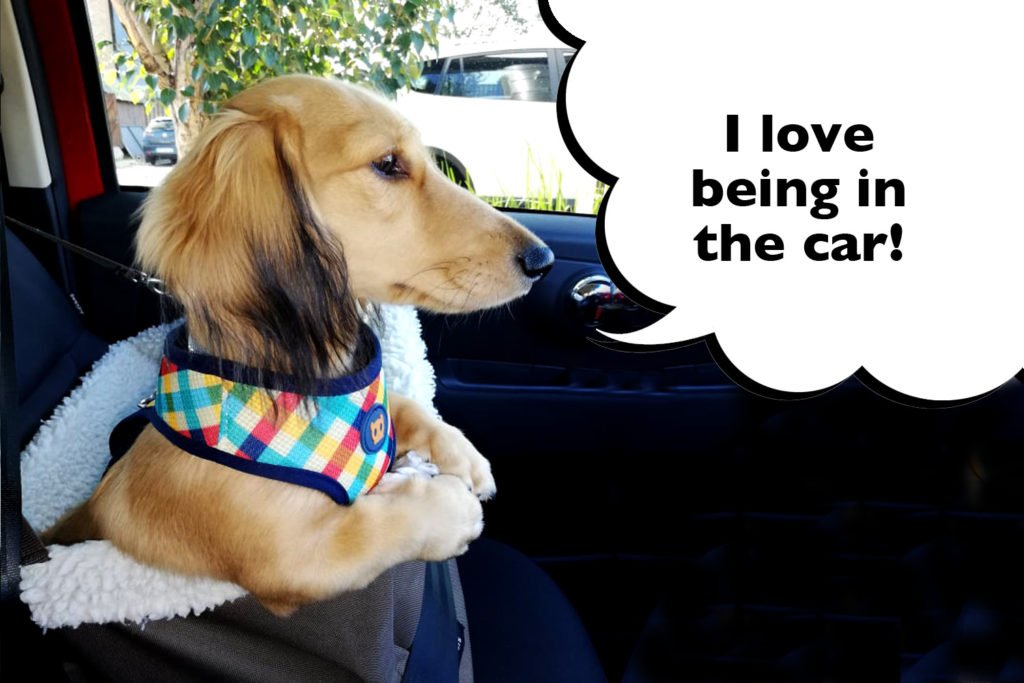 Dachshund travelling by car in a booster seat with a speech bubble that says "I love being in the car"