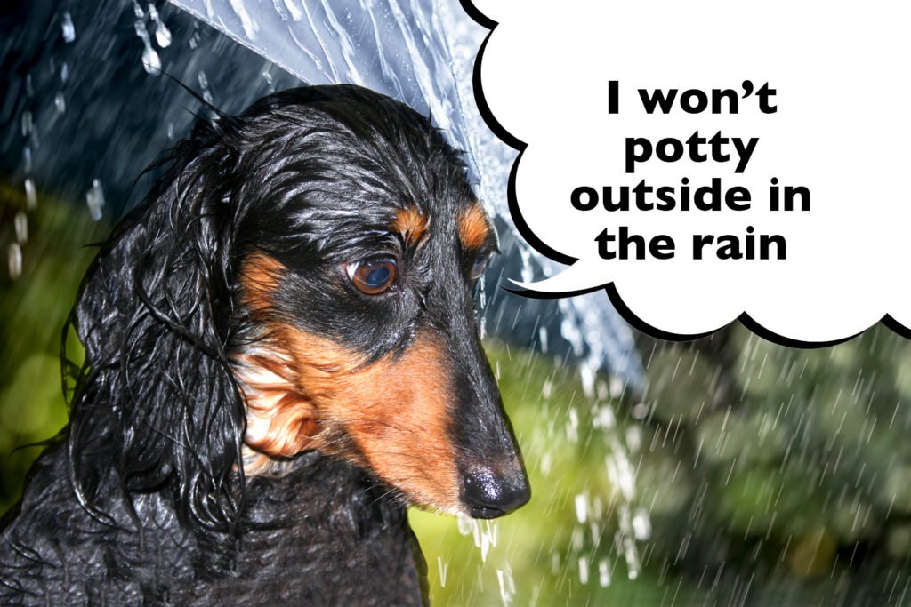 Wet Dachshund with a background of rain and umbrella and a speech bubble that says 'I won't potty outside in the rain'