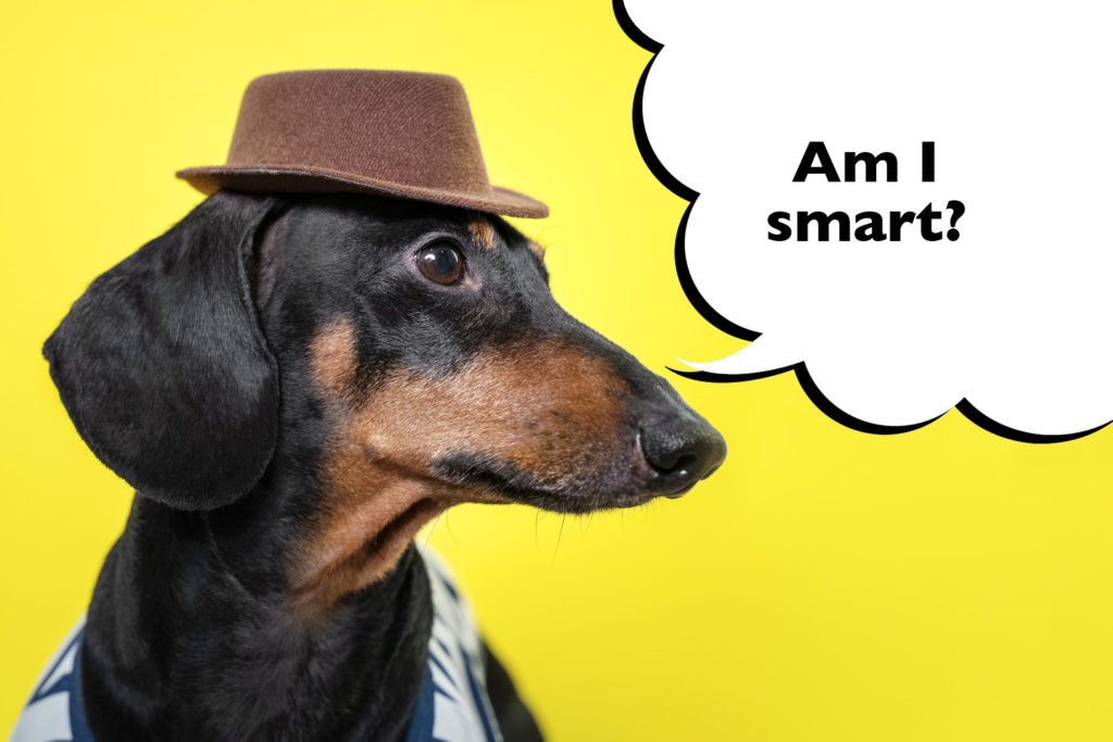 Dachshund wearing a hat on a yellow background with a speech bubble that says 'Am I smart?'