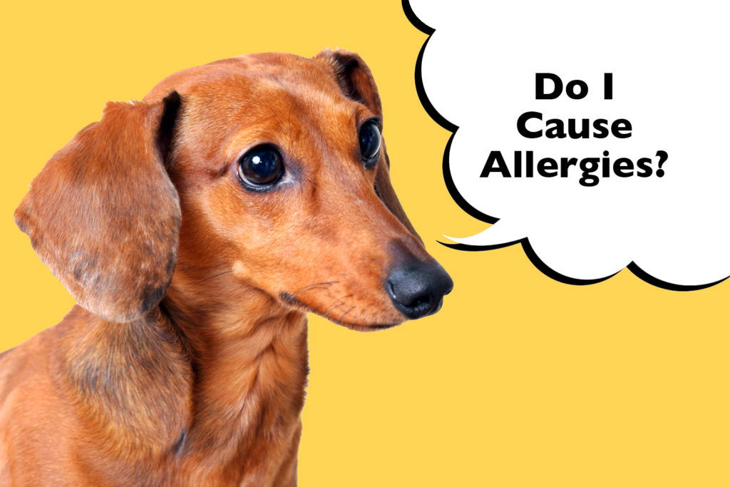Dachshund on a yellow background with a speech bubble that says ' do I cause allergies?' 