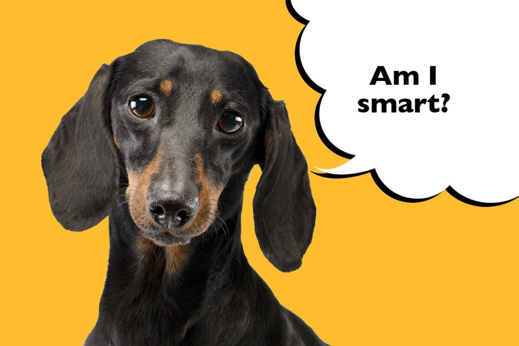 Dachshund on on orange background with a speech bubble that says 'Am I smart?'
