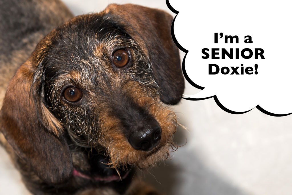 Senior Dachshund with a speech bubble that says "I'm a senior Doxie!"