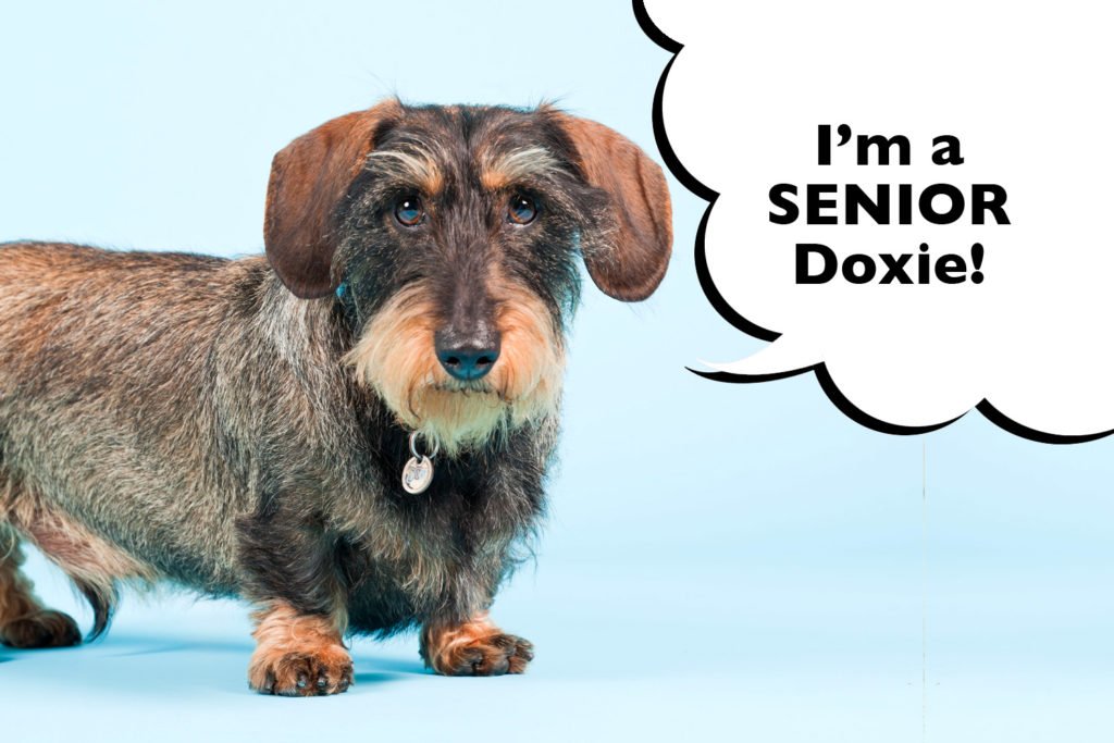 Senior Dachshund on blue background with a speech bubble that says "I'm a senior Doxie!"