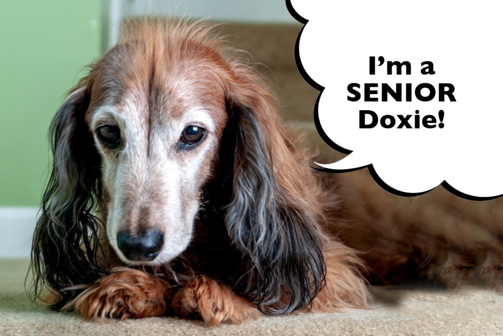 Long Haired Senior Dachshund with a frosty face and a speech bubble that says "I'm a senior Doxie!"
