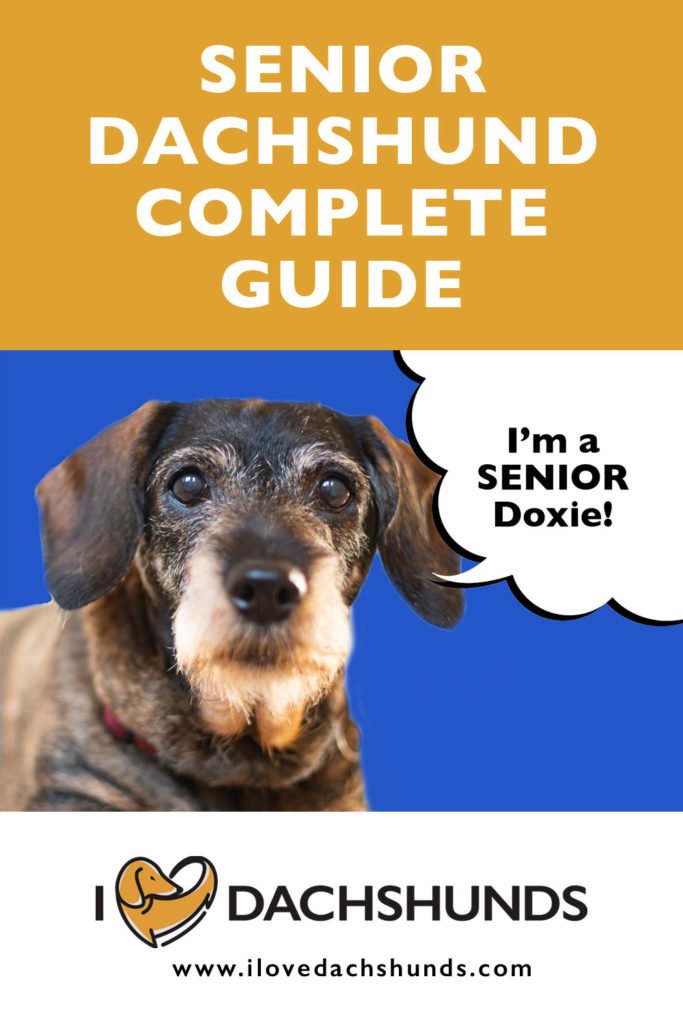 "Senior Dachshund Complete Guide" heading with a senior Dachshund on a blue background with a speech bubble that says "I'm a senior Doxie!"